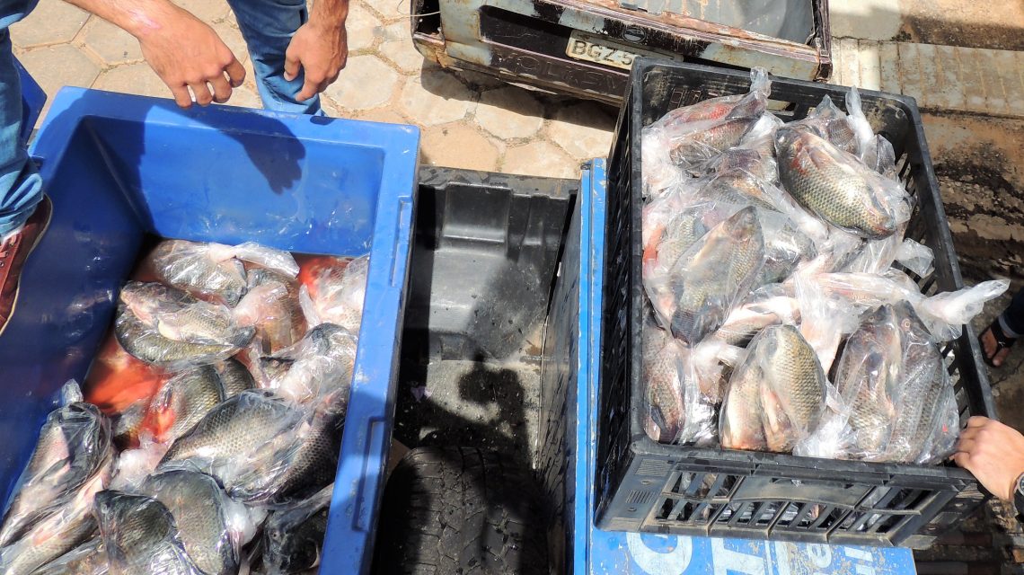 PEIXE NA MESA – Secretaria de Assistência Distribui 01 Tonelada de Peixes para Famílias Inseridas nos Programas Sociais de Rio do Pires