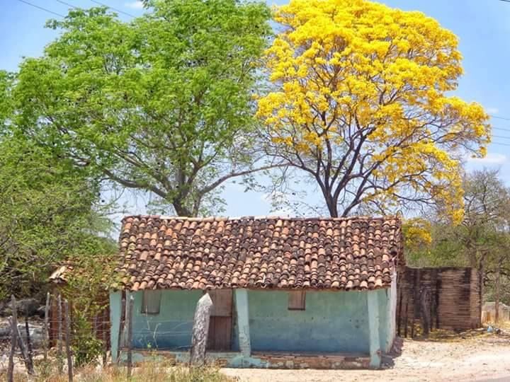 Primavera enfeita as ruas colorindo campos e cidades do nosso sertão