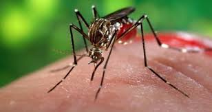 Casos de dengue crescem 134% na Bahia – Feira de Santana já vive surto